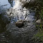 Le De L Ourthe Feriehus