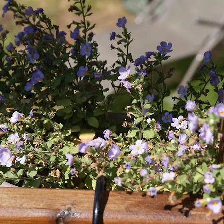 Dom wakacyjny Le De L Ourthe